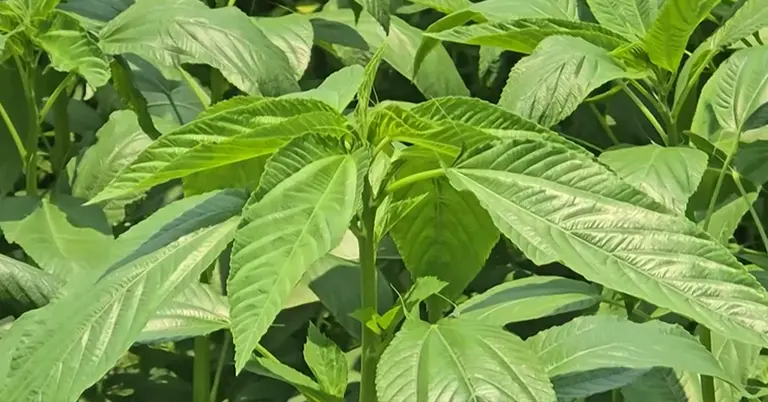 সোনালি আঁশ পাট